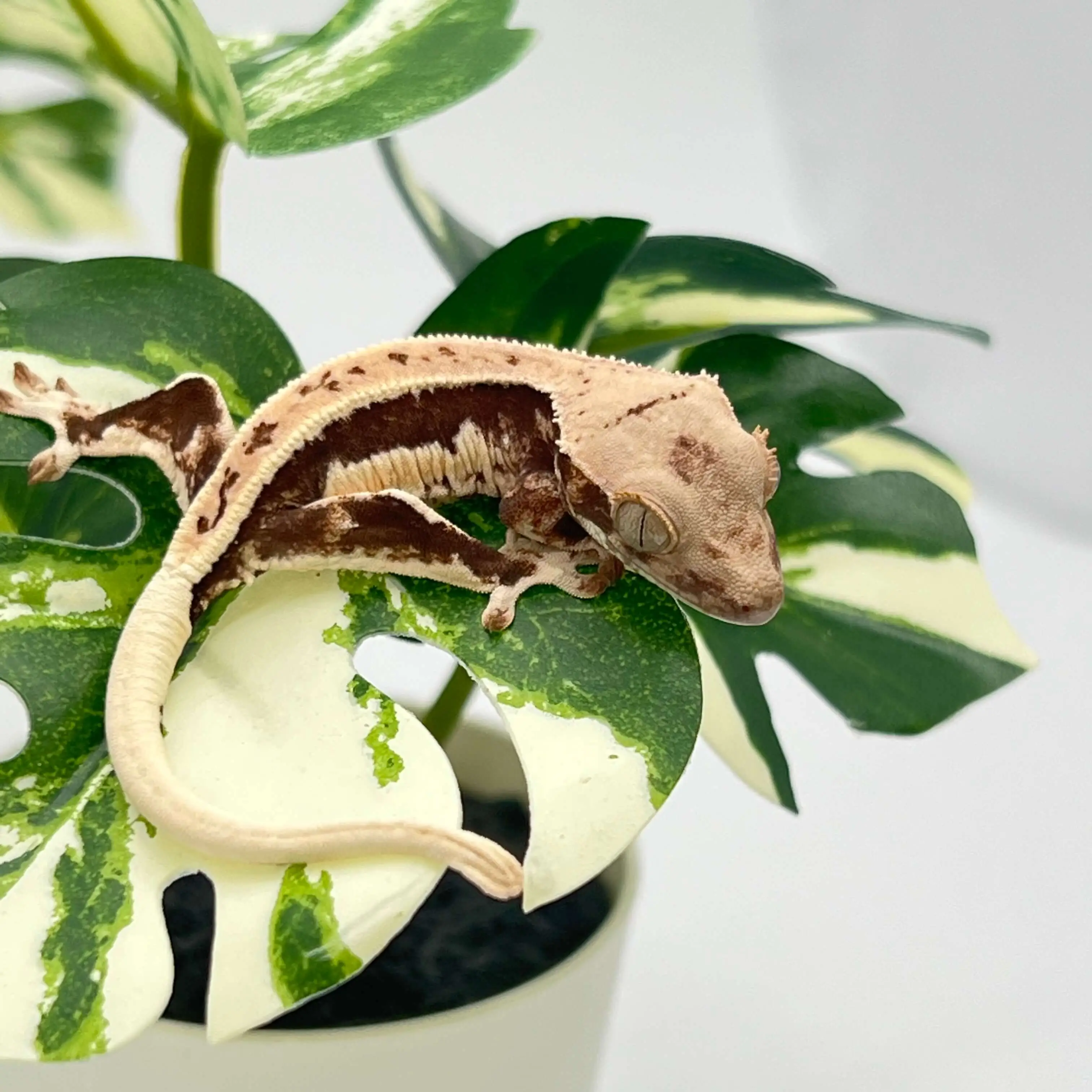 도마뱀 키우기 크래스티드 개코