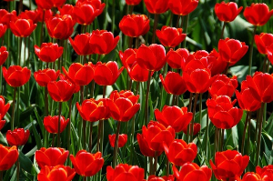 태안 튤립 축제 실시간 개화 상황