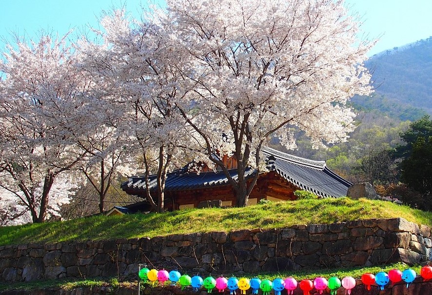 벚꽃
