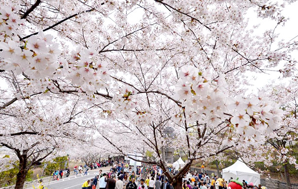 벚꽃 개화시기 및 명소 추천 2025