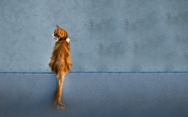 도시형 폐가 리포트: 사람은 떠나고 고양이가 산다