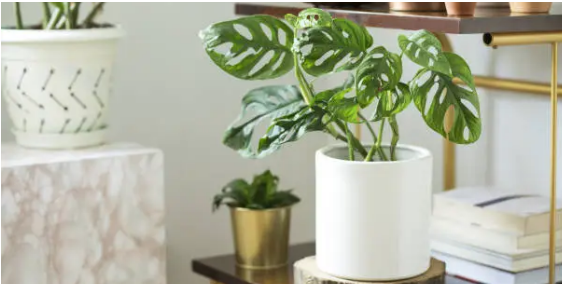 계절마다 인기있는 식물 베스트