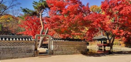 경복궁 단풍