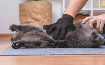 고양이 빗 추천