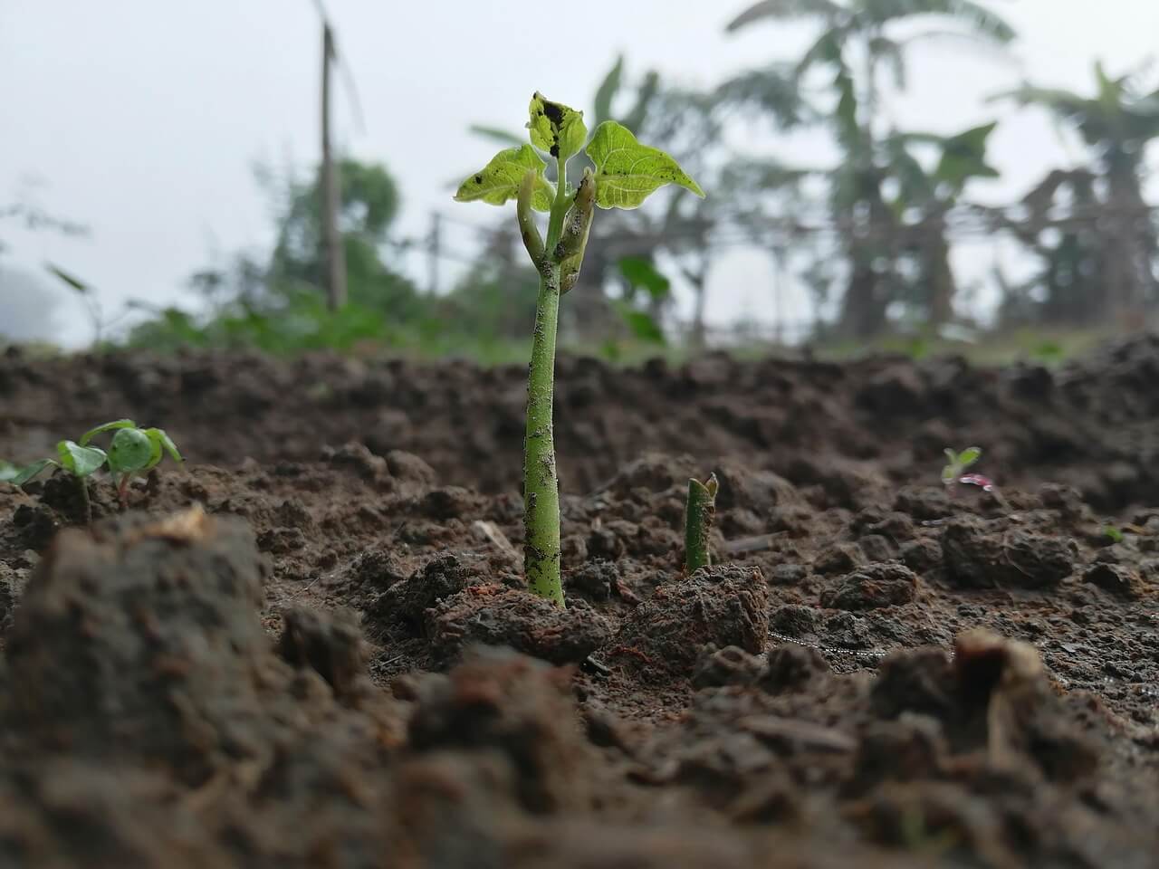 초소형 생태계 복원 프로젝트 작은 마당의 생태계 되살리기 30일 미니 기록