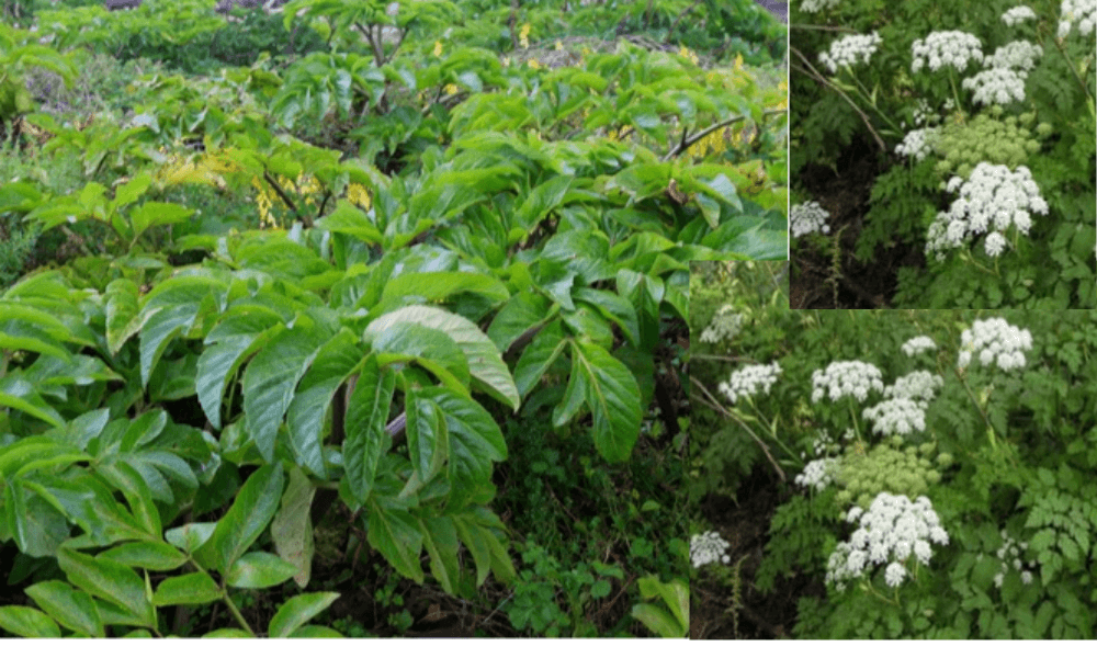 강활, 관절염에 좋은약차