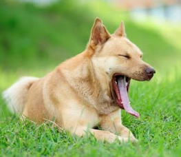 강아지 재채기 알레르기 vs 감기 구별 팁