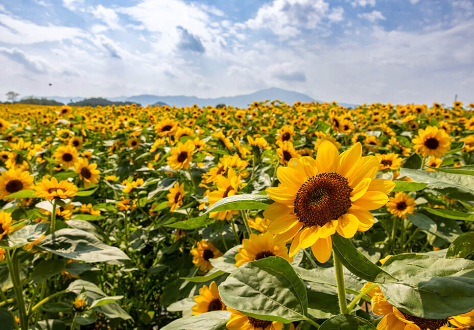 고석정 꽃밭축제 주차장