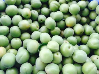 매실 수확 시기 매실장아찌 매실청 매실주 담그는 법_6