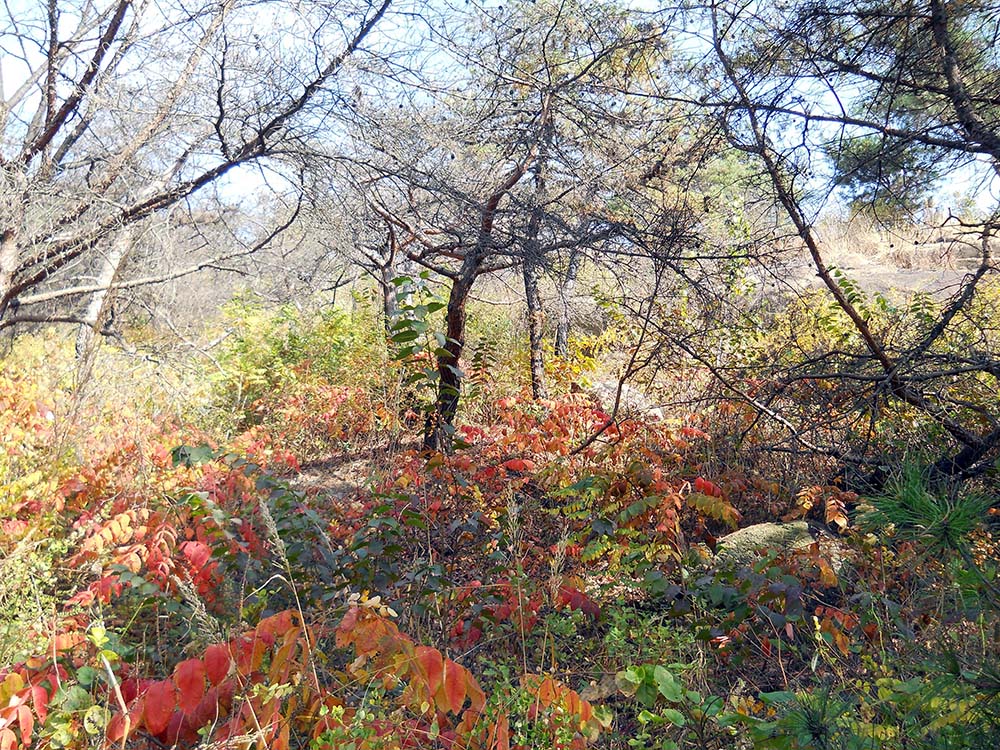 늦가을의 홍제동 고은산의 단풍색과 은행색