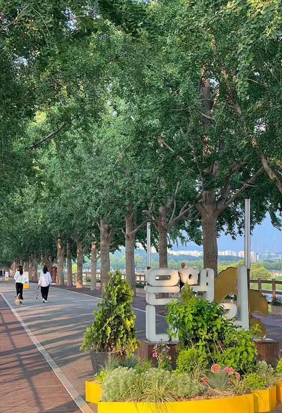 현충사곡교천은행나무길