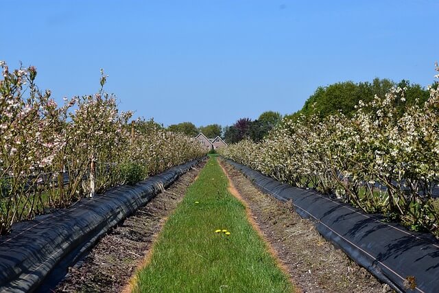 빌베리 부작용 어디까지? 빌베리 제대로 알고먹는 방법