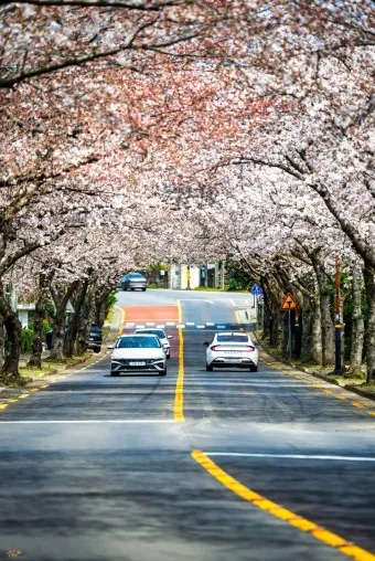 제주 벚꽃 명소 추천 아무도 모르는 명소_5