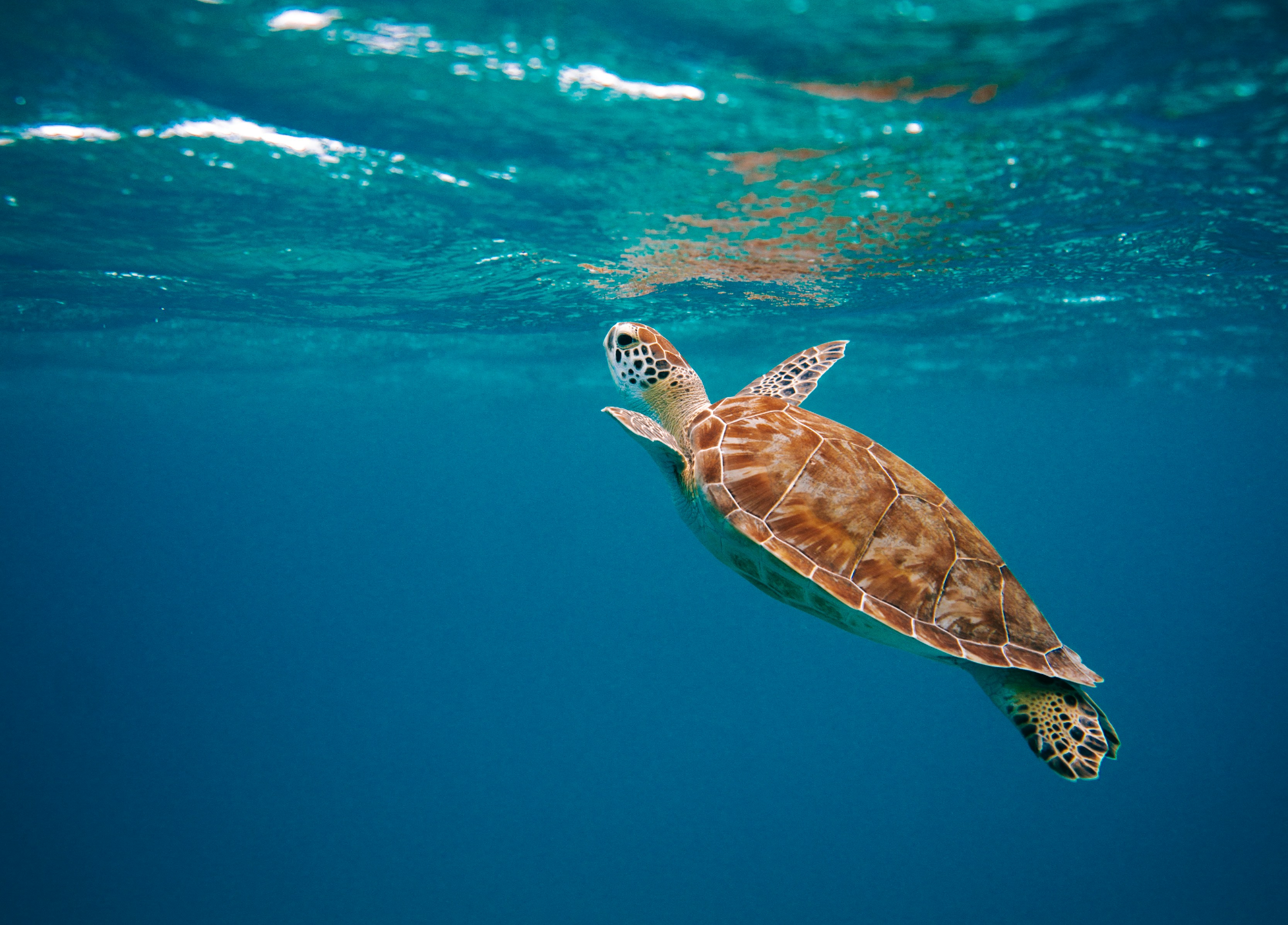 거북이_꿈_해몽