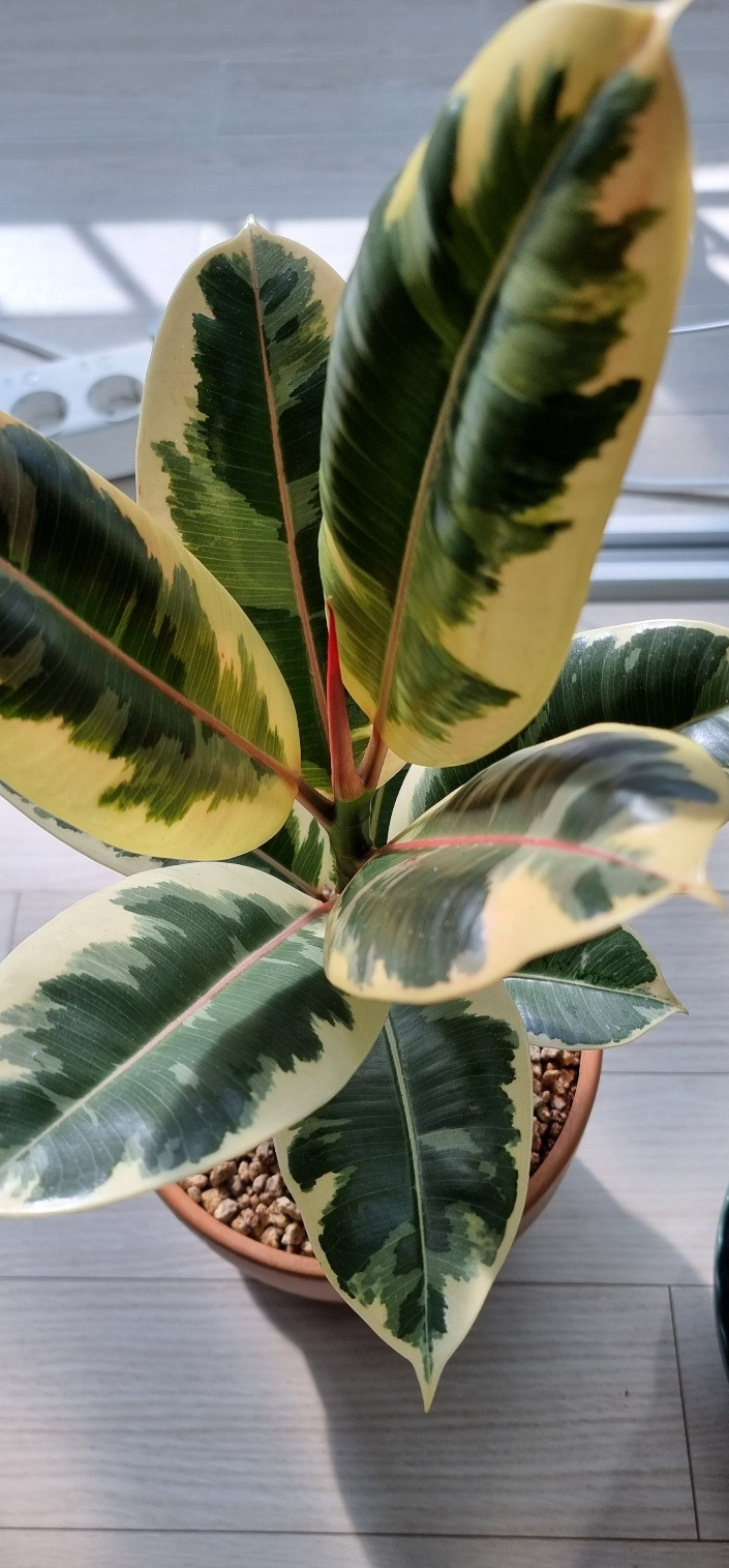 공기정화식물 고무나무 수채화