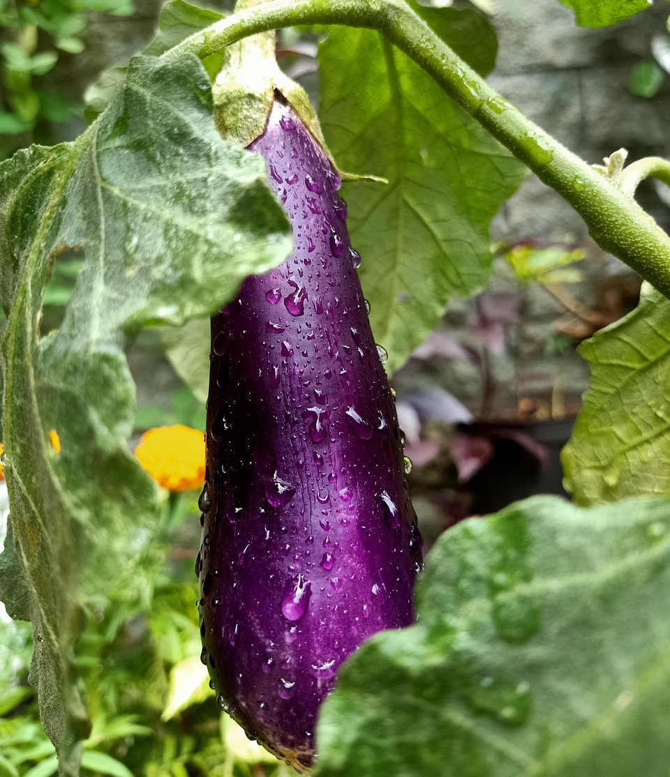 진한 보라색 광택이 흐르는 매끈하고 길쭉한 모양의 신선한 가지