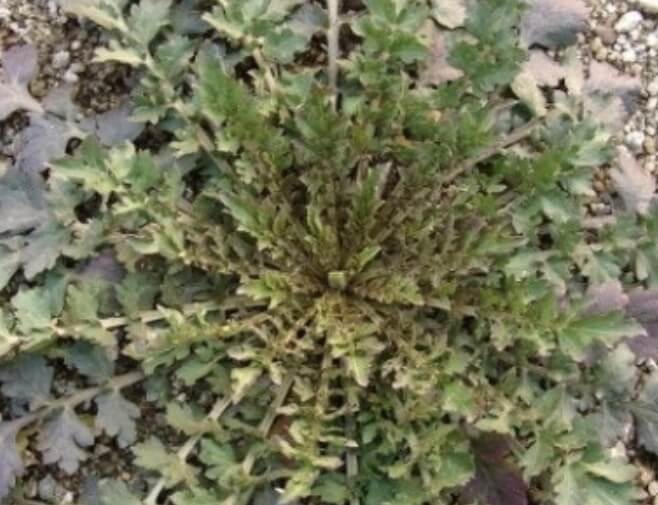 냉이된장국 끓이는법