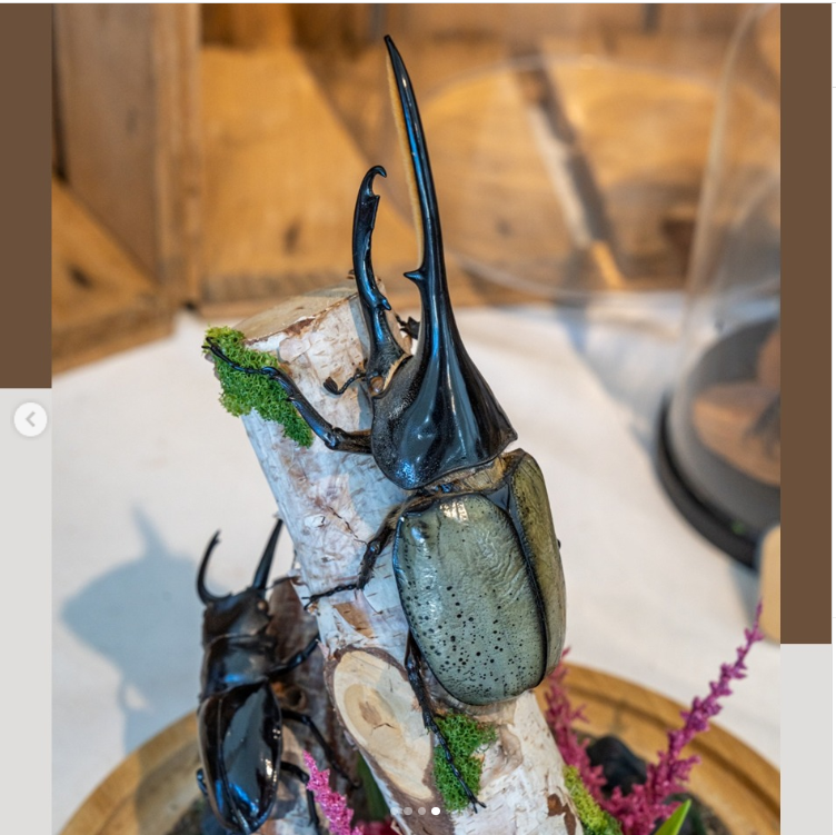 농촌 융복합산업제주국제 박람회