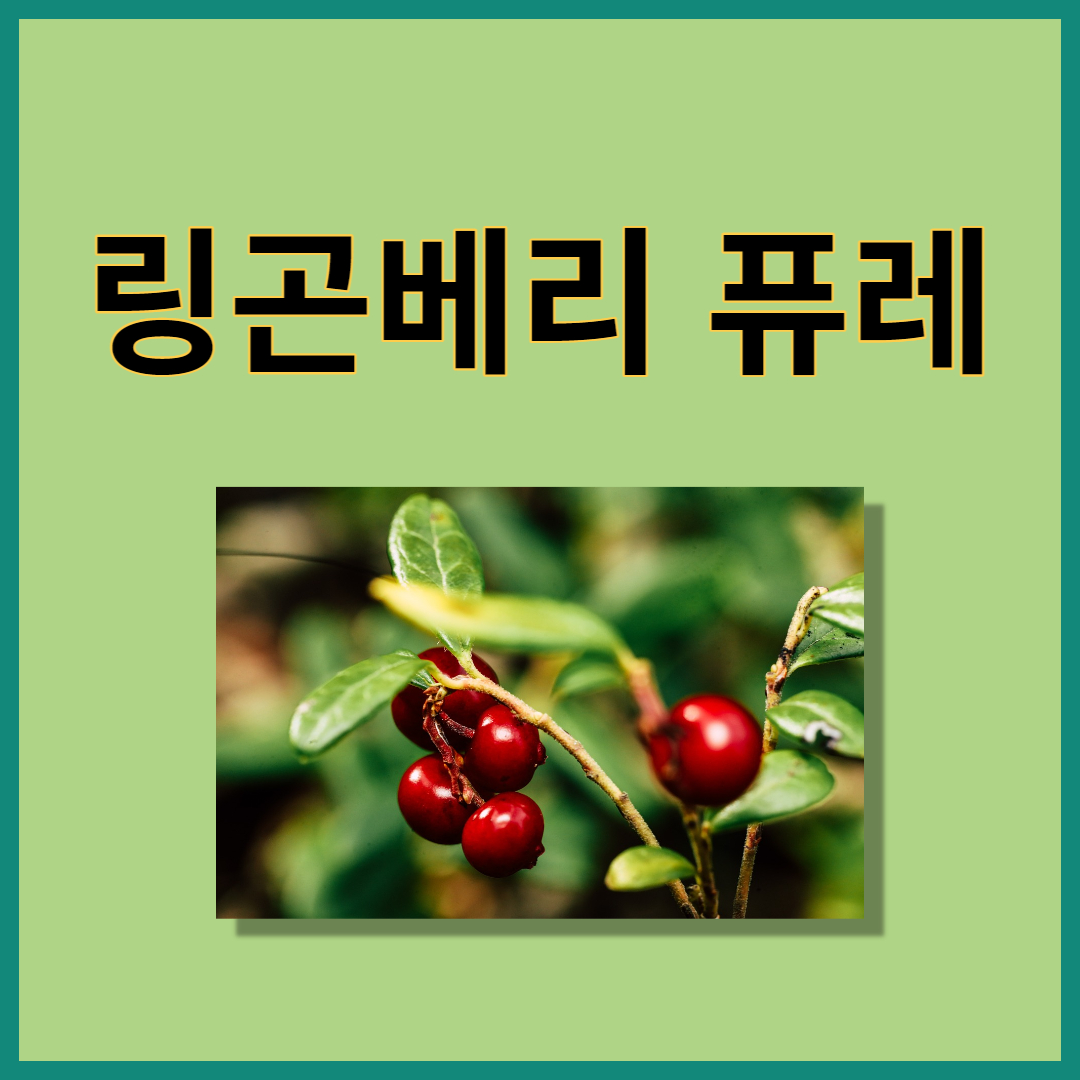 링곤베리사진