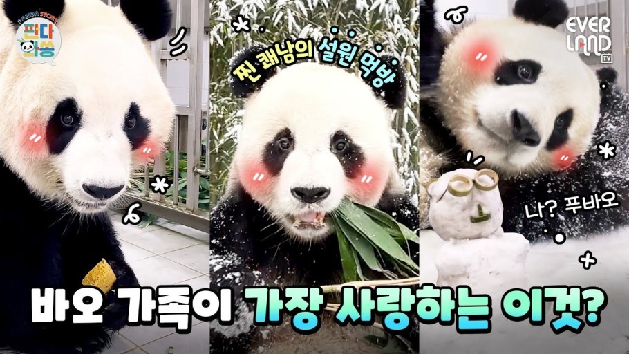 바오 가족