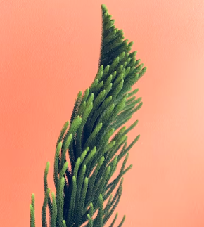 식물성 멜라토닌 영양제 식물성 멜라토닌 효능 추천 부작용