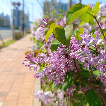 만개 봄꽃 만개