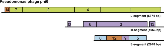 시스토바이러스 유전자