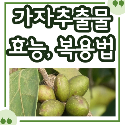 가자추출물 효능과 복용 시 주의사항, 가격 정리