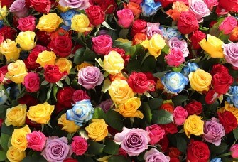 삼척장미축제