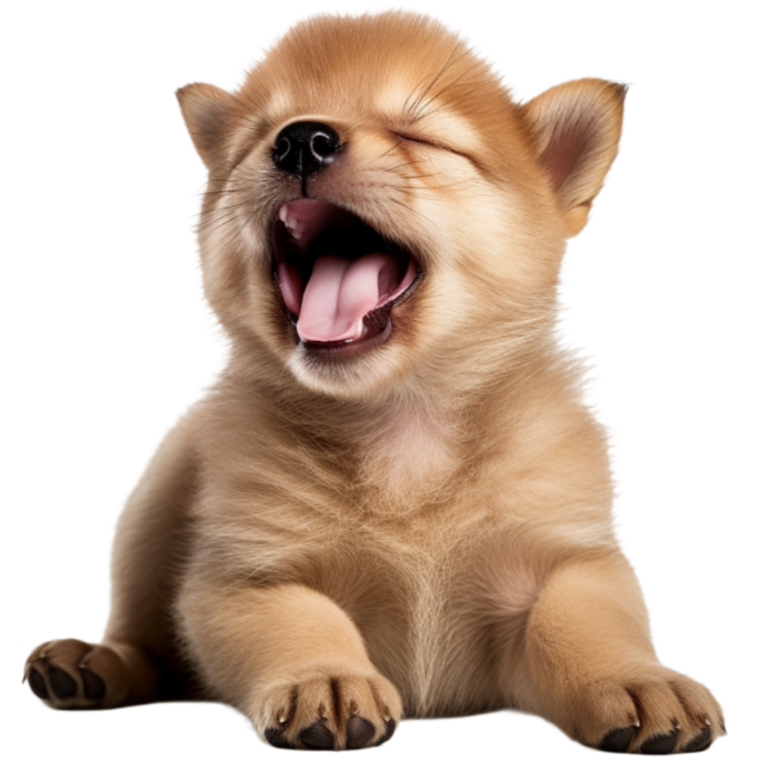 갈색의 강아지가 크게 하품을 하고 있다.
