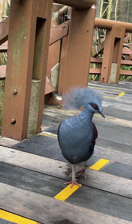 주롱 새 공원 Jurong Bird Park