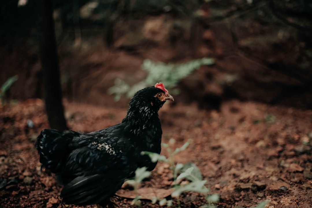 Chicken.