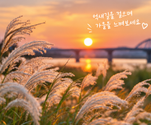 평택 원평나루 억새축제, 10월 가을 나들이로 가볼 만한 곳