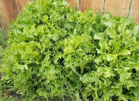 치커리_주의사항