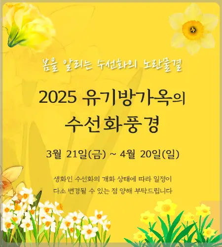 서산 유기방가옥 수선화 축제_5