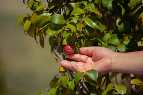봄 향기 가득한 주말 여행 마무리: 대구 인근 쑥떡 전문점 투어 가이드