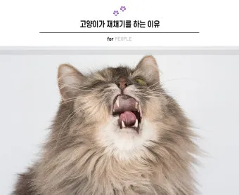 고양이 재채기 증상, 원인, 치료_30