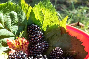 당뇨에-좋은-차