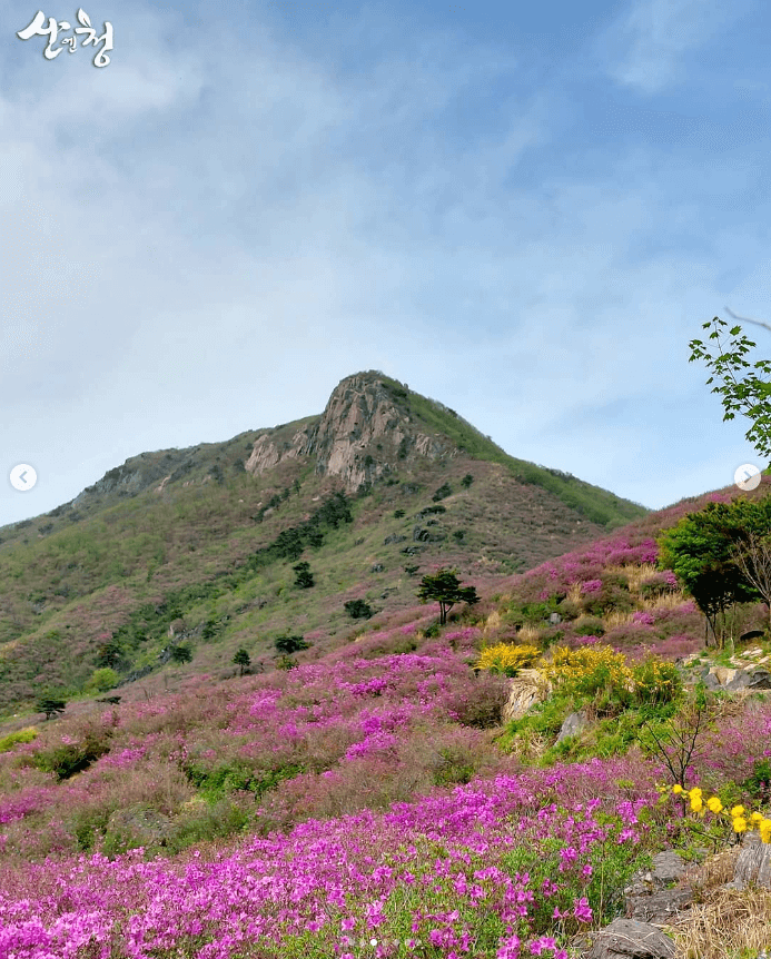 황매산 철쭉축제 기간