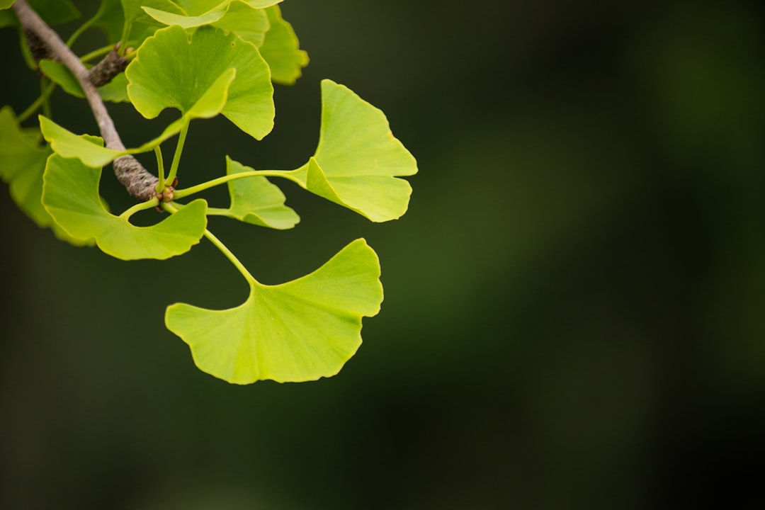 Ginkgo