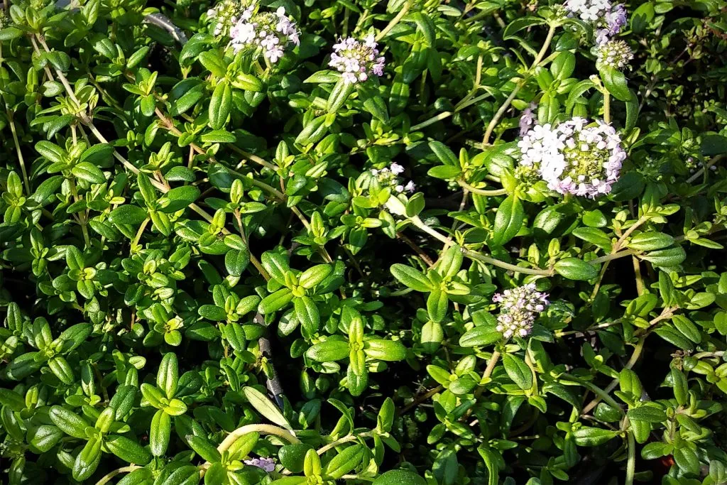 백리향 키우는 법 집에서 재배법 꿀팁_4