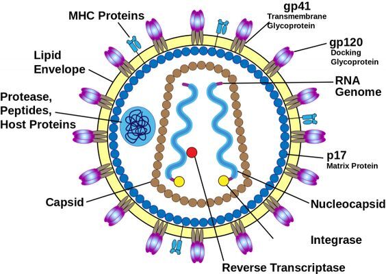 HIV 구조
