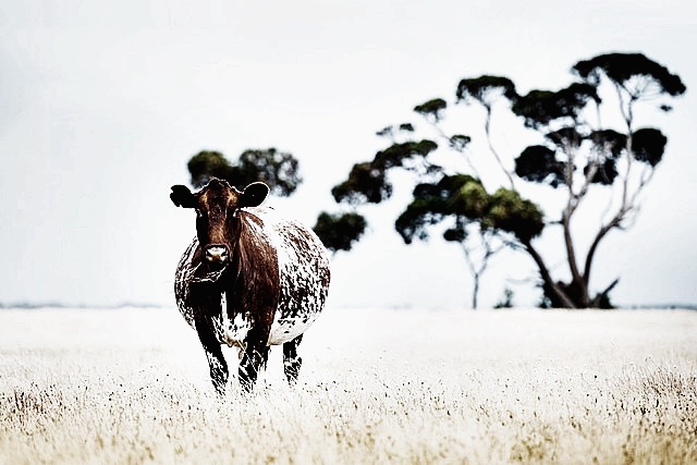 2024년 공익직불금 의무 교육 신청방법