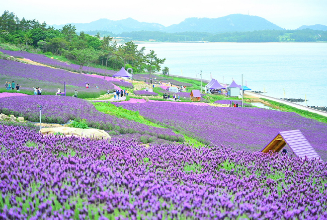 라벤더 꽃밭 풍경 사진