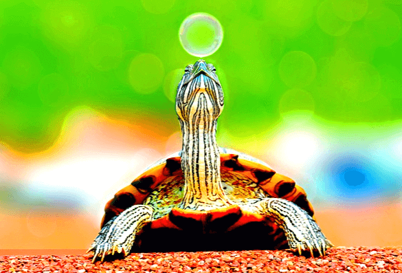 작은 거북이가 목을 빼고 높이 들고 있다. 등껍질은 갈색이다.