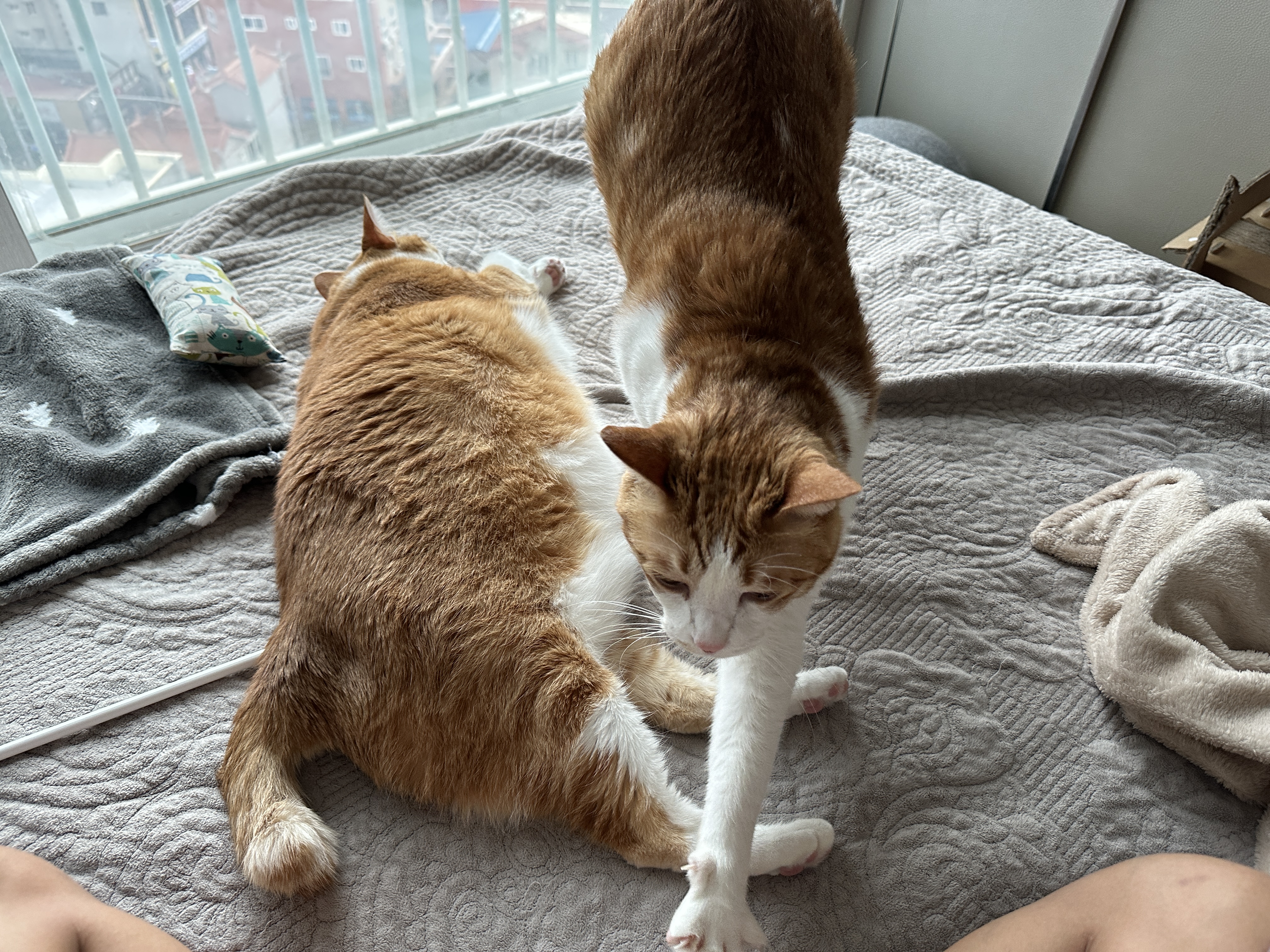 기지개_켜면서_엄마한테_오는_막둥이와_여전히_자고_있는_호야