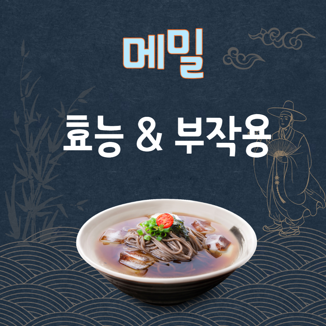 메밀 효능 부작용