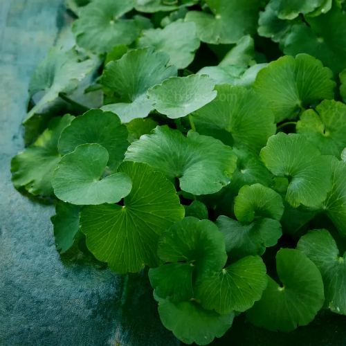병풀 Centella asiatica