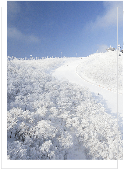 하이원 리조트 스키장과 관련된 사진