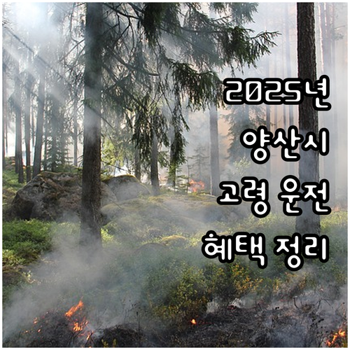 2025 양산시 고령 운전자 면허 반..